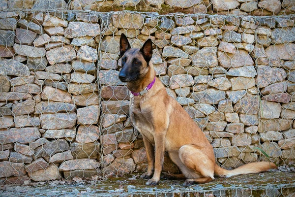 Malinois Belgian Shepherd dog — Stock Photo, Image