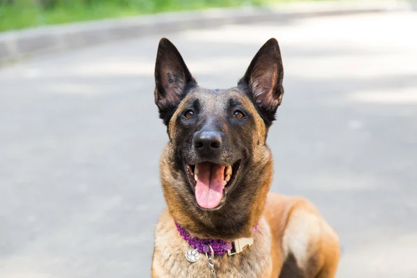 Malinois Belgian Shepherd dog — Stock Photo, Image