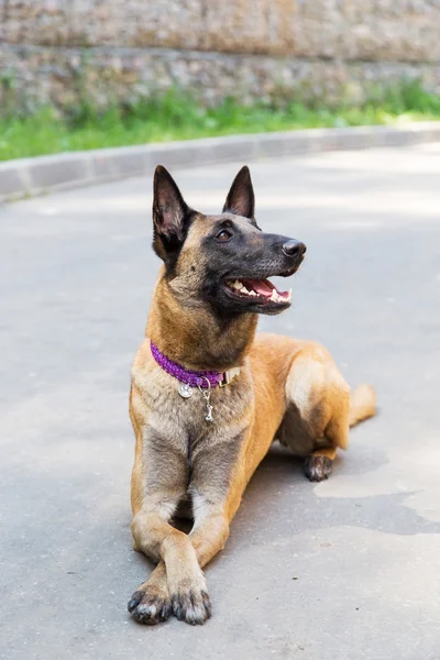 Malinois Belgian Shepherd dog — Stock Photo, Image