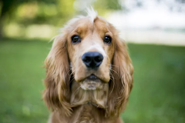 Belo spaniel vermelho na grama verde — Fotografia de Stock