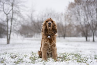karda oturan kırmızı spaniel. 