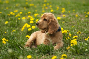 Güzel köpek kırmızı İspanyol yeşil çimenlerin üzerinde.
