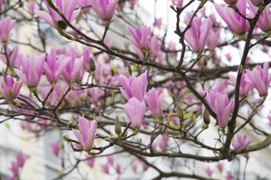 Manolya ağacı çiçeği