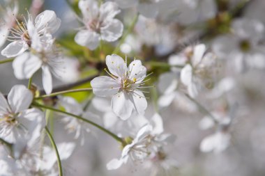Kiraz çiçekleri bulanık doğa arka plan üzerinde. Bahar çiçekleri
