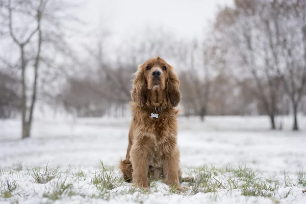 karda oturan kırmızı spaniel. 