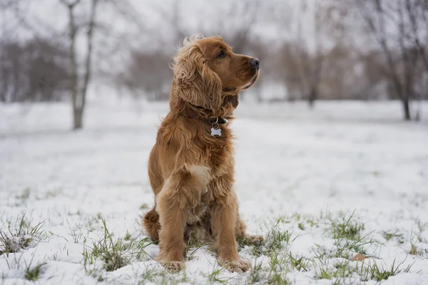 karda oturan kırmızı spaniel. 