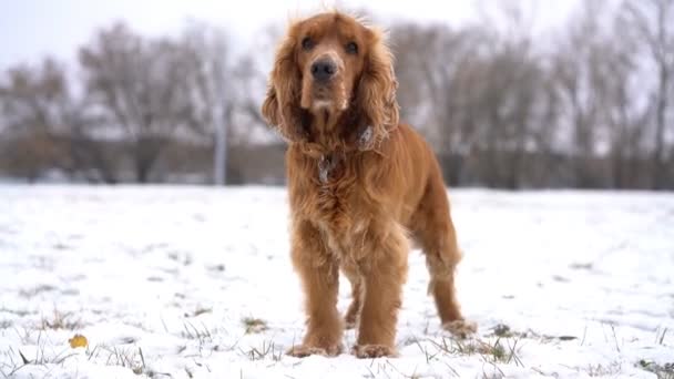 Köpek oturmak için bir komut yürütür — Stok video