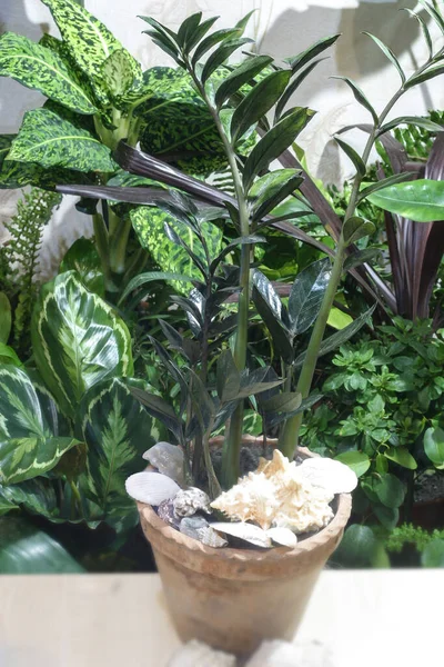 Tropical Plant Zamioculcas Lot Tropical Plants Home Jungle Dollar Tree — Stock Photo, Image