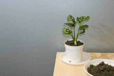 Monstera Adansonii saksı ev bitkisi
