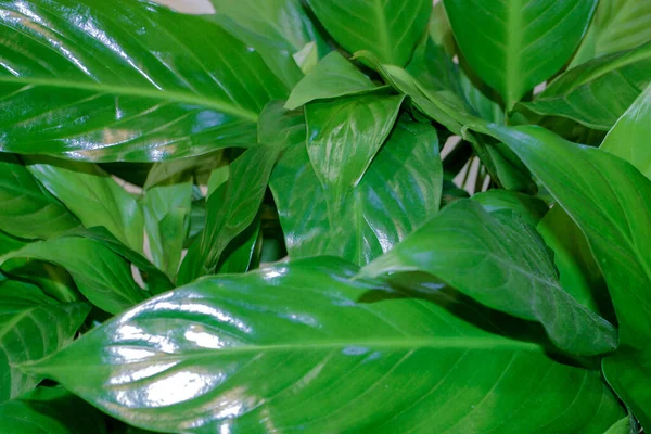 Spathiphyllum lämnar naturen bakgrund — Stockfoto