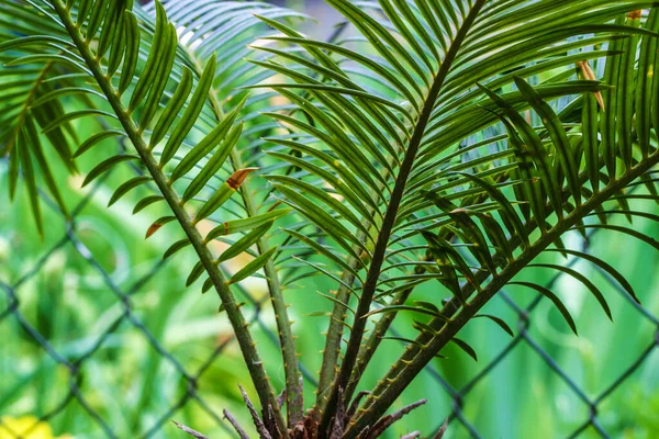 Cycas revoluta eller sago palmblad. Krukväxt — Stockfoto