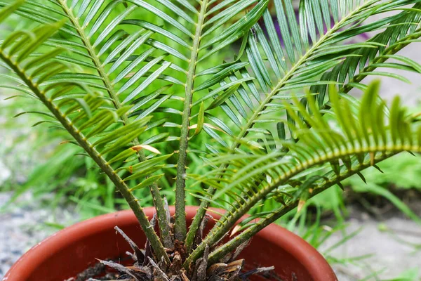 Cycas revoluta eller sago palmblad. Inomhusväxter utomhus utomhus — Stockfoto