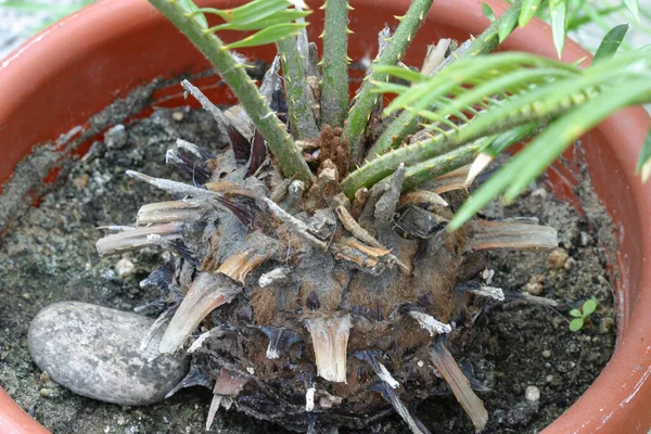 Cycas Revolution ta or sago palm caudex.户外室内植物 — 图库照片