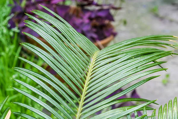 Cycas revoluta eller sago palmblad. Inomhusväxter utomhus utomhus — Stockfoto