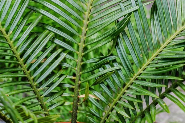 Cycas revoluta eller sago palmblad. Krukväxt — Stockfoto