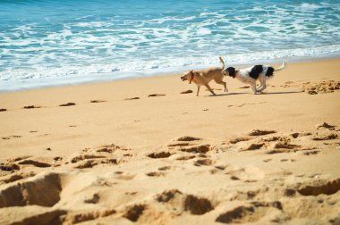 Köpekler günbatımı arka plan açık havada plaj resmi