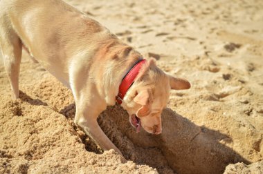 yaz tatil tatile sahilde kum bir delik kazma köpek