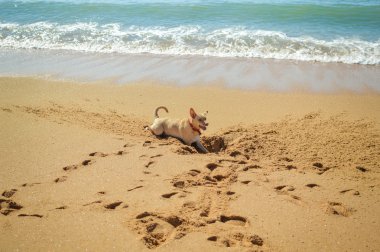 yaz tatil tatile sahilde kum bir delik kazma köpek