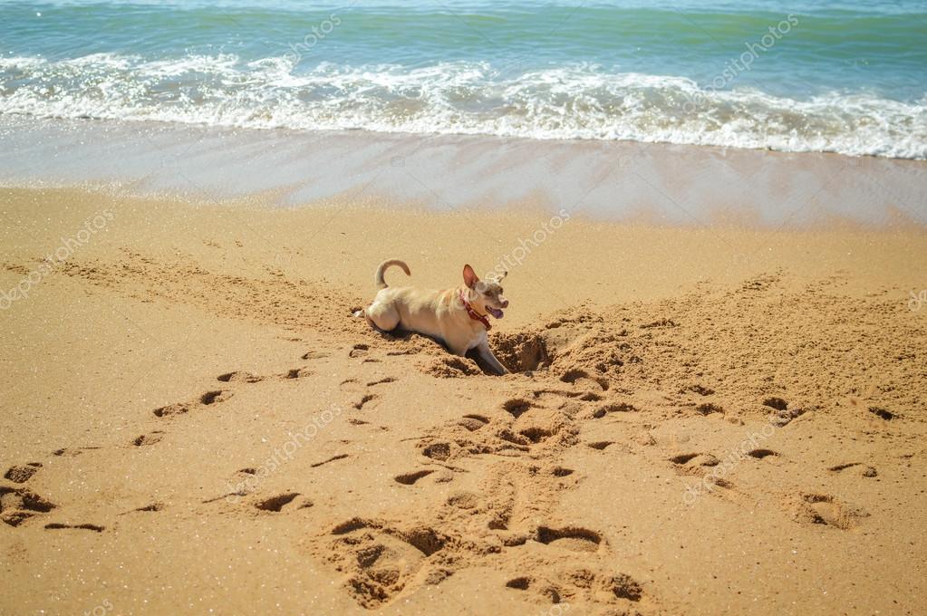 Dog digging a hole in the sand at the beach on summer holiday vacation Stock Photo by