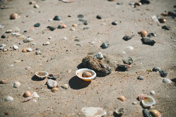 Vista superior de conchas do mar na praia de areia. Fundo ensolarado ao ar livre — Fotografia de Stock