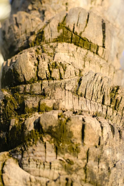 Achtergrond van onscherpe palm tree schors textuur — Stockfoto
