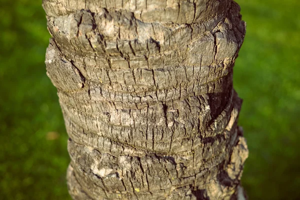 Palm tree som närbild på bark surroundljud med grönt gräs på bakgrunden — Stockfoto