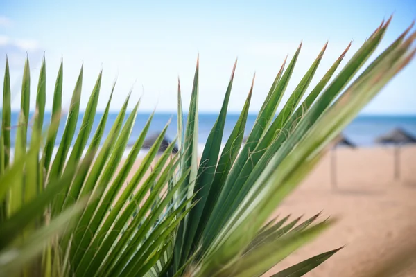 Hojas verdes de planta tropical sobre un fondo de cielo azul — Foto de Stock