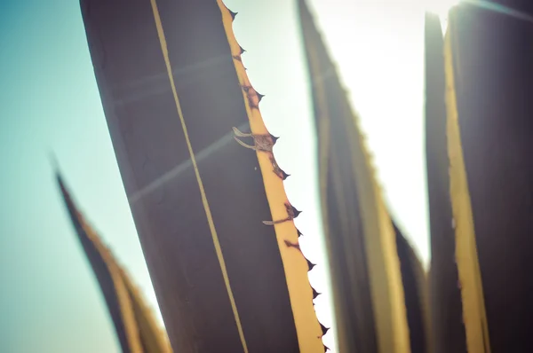 Raios solares sobre agave planta — Fotografia de Stock