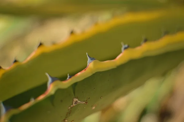 Parte verde primer plano fondo de hojas puntiagudas espina arbusto cactus —  Fotos de Stock