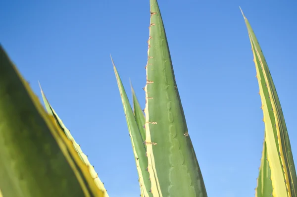 Bela planta agave verde sobre fundo céu azul — Fotografia de Stock