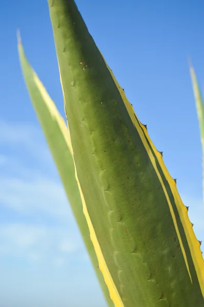 Sisal ou Agave sisalana feuilles vertes copie fond espace — Photo