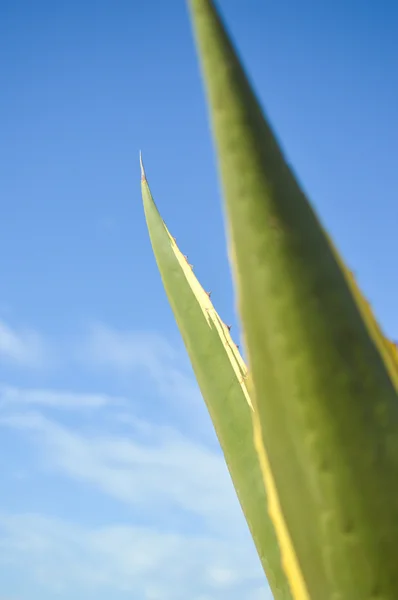 Belle plante d'agave verte sur fond bleu ciel — Photo