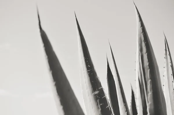 Зображення красивої рослини агави на фоні неба — стокове фото