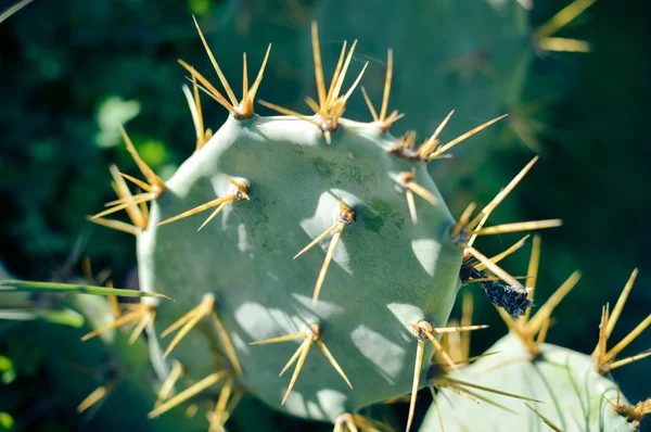 Cactus des buissons sauvages éclairés par le soleil sur le vert à l'extérieur — Photo