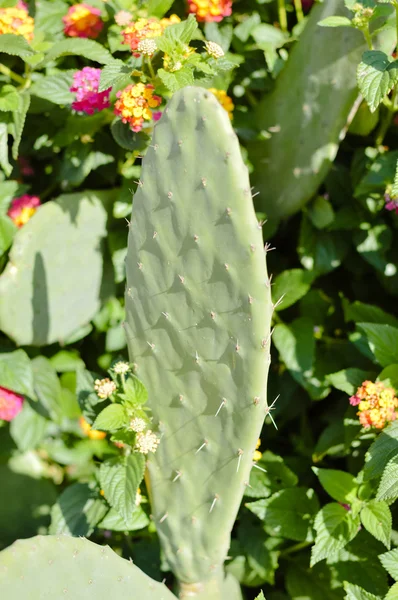 Cactus silvestres arbustos iluminados por el sol en verde al aire libre —  Fotos de Stock