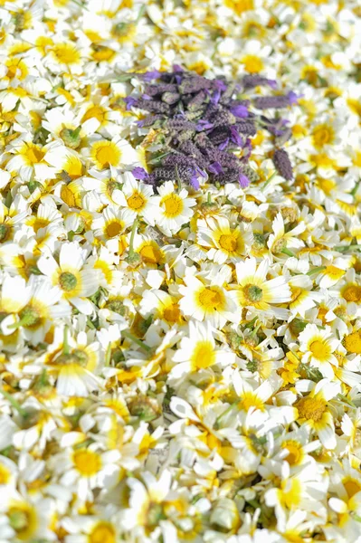 Hermosa decoración de flores de fondo, vista superior plana laico — Foto de Stock