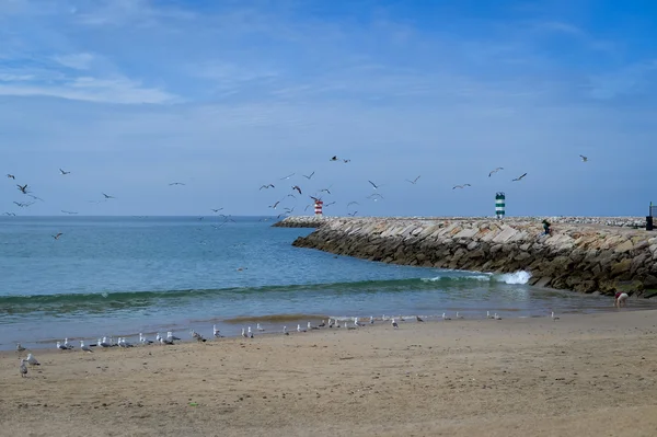 Hermosas gaviotas en la playa de arena sobre el cielo azul y el fondo marino —  Fotos de Stock