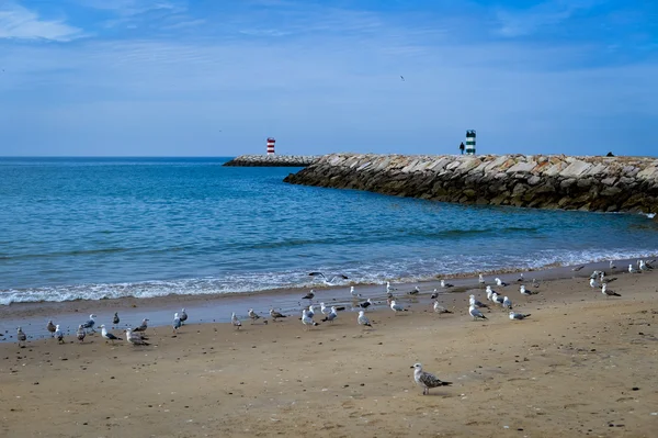 Hermosas gaviotas en la playa de arena sobre el cielo azul y el fondo marino — Foto de Stock