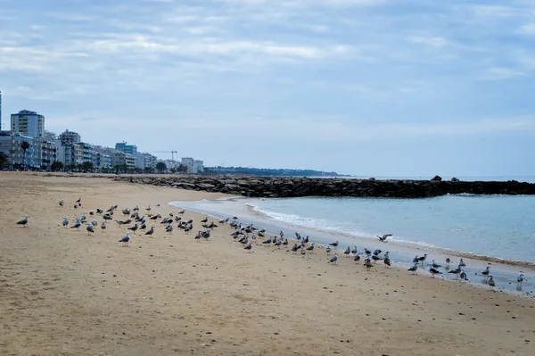 Hermosas gaviotas en la playa de arena sobre el cielo azul y el fondo marino — Foto de Stock