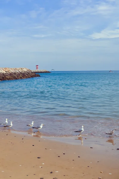 Paisaje marino con gaviotas vuelan sobre el fondo del océano —  Fotos de Stock