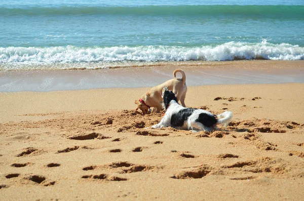 Εικόνα των σκύλων στην παραλία στο ηλιοβασίλεμα υπόβαθρο σε εξωτερικούς χώρους — Φωτογραφία Αρχείου