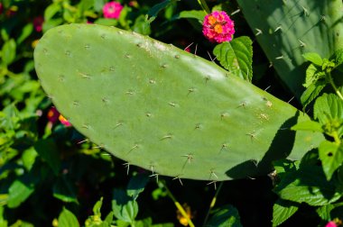 Vahşi çalı kaktüs güneş tarafından mavi gökyüzü açık havada üzerinde yaktı.