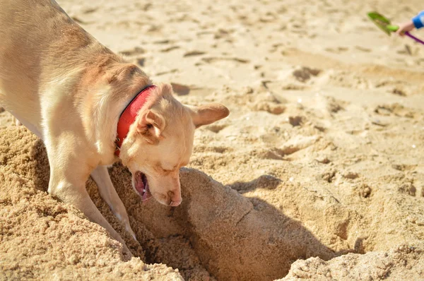 Dog digging a hole in the sand at the beach on summer holiday vacation