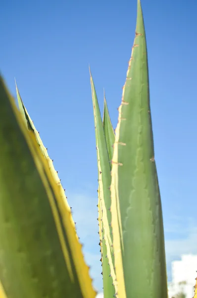 Bela planta agave verde sobre fundo céu azul — Fotografia de Stock