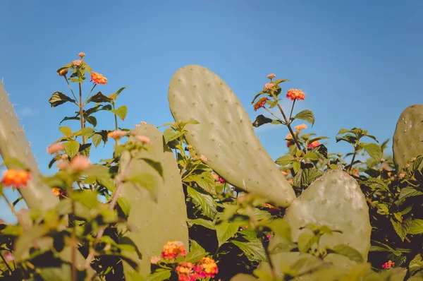 Des buissons sauvages cactus éclairés par le soleil sur ciel bleu à l'extérieur — Photo