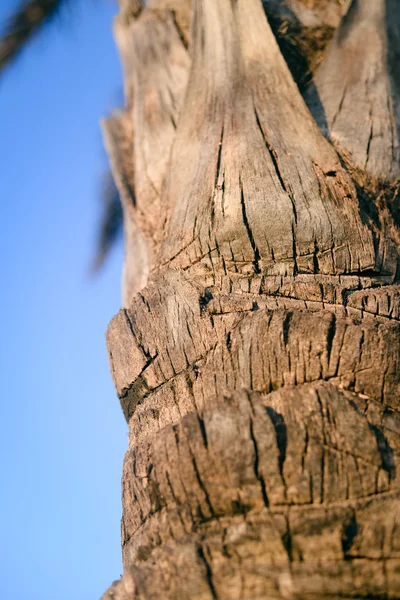 Close up van de schors van de structuur van het oppervlak van de boom van het palm — Stockfoto