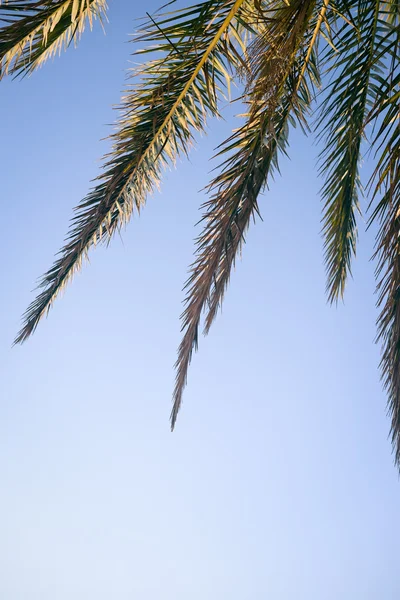 异国情调的棕榈树在柔和的阳光下, 夏日阳光明媚的蓝天背景 — 图库照片