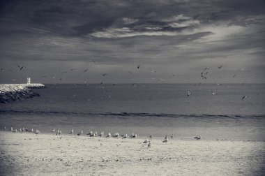 Martılar sinek üzerinde okyanus arka plan ile deniz manzarası