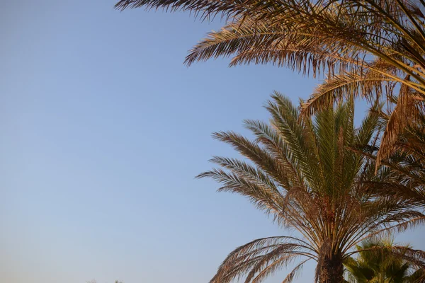 Blick auf Palmenblätter über blauen, sonnigen Himmel — Stockfoto