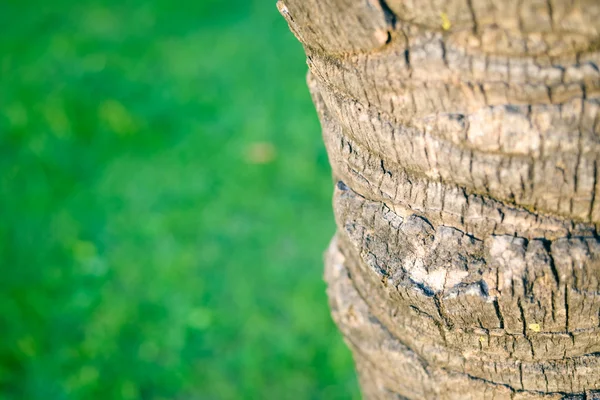 Detailní záběr na pozadí textury povrchu strom — Stock fotografie